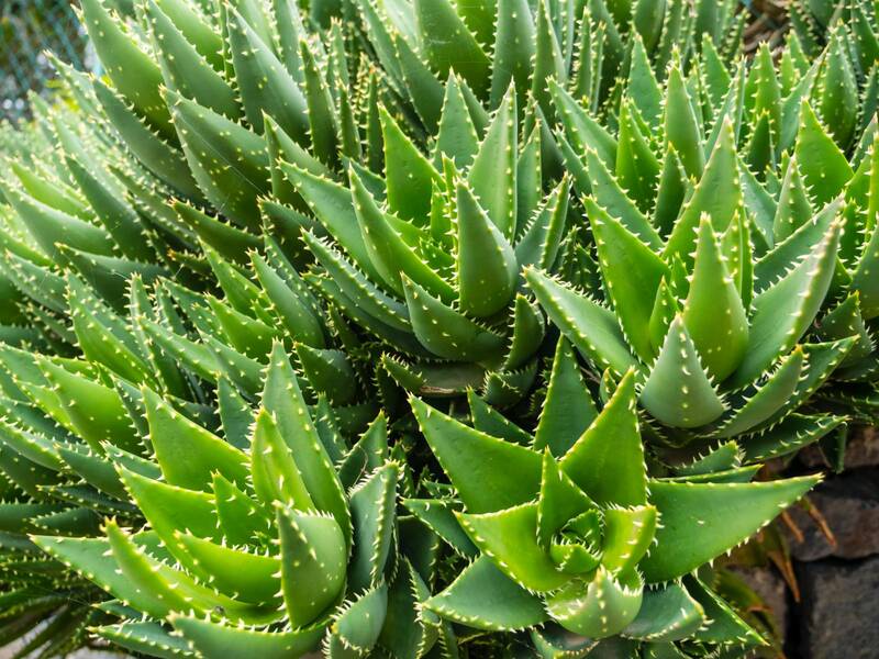 santaverde aloe vera rich Santaverde aloe vera gel pur 100 ml – Feuchtigkeit & Beruhigung