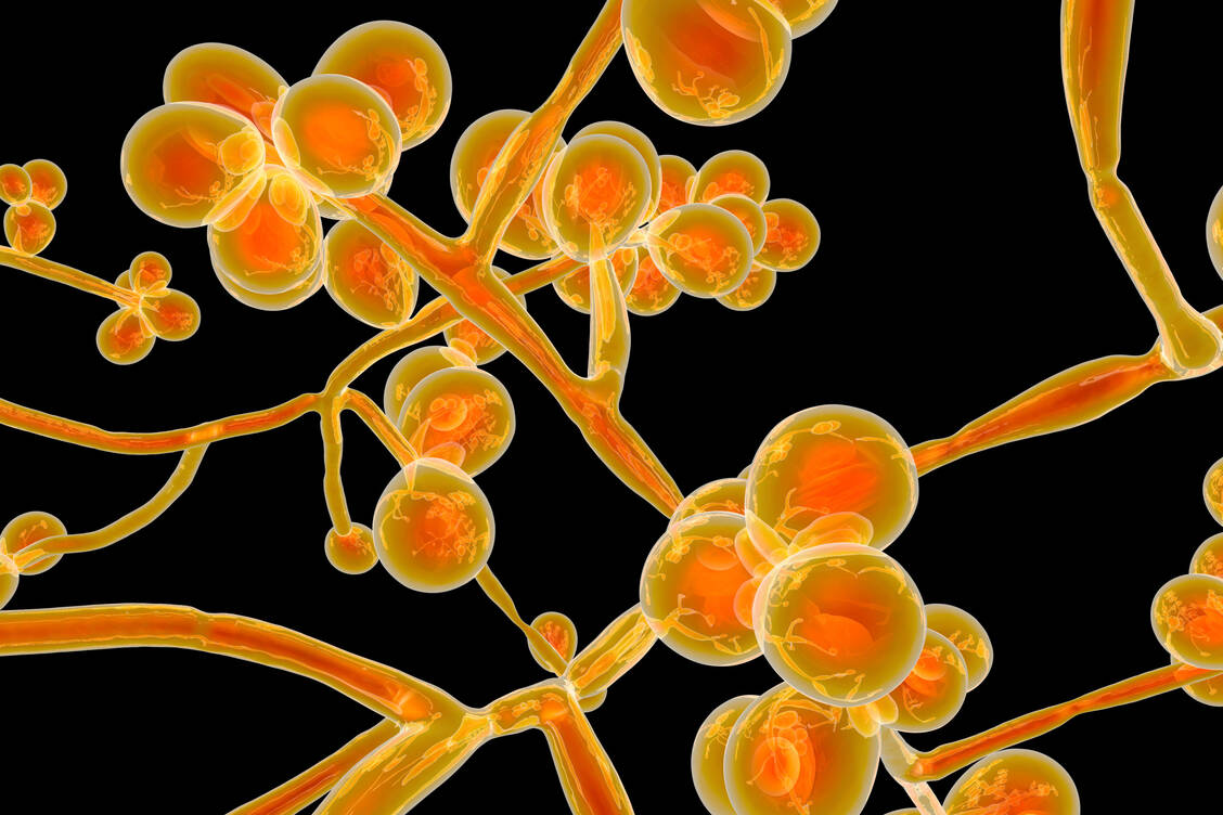 Invasive Infektionen mit dem Hefepilz Candida treten vor allem bei Menschen mit geschwächtem Immunsystem auf. Sie nehmen oft einen schweren, lebensbedrohlichen Verlauf. / Foto: Adobe Stock/Dr_Microbe