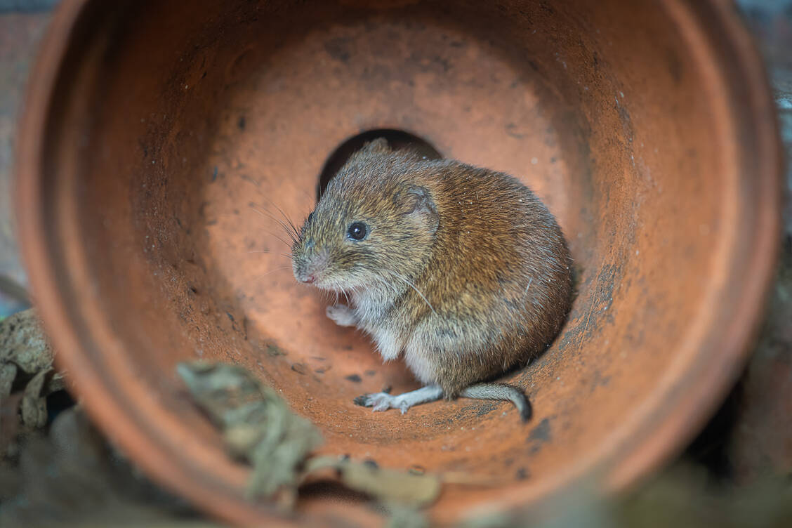 Haupt-Infektionsquelle in Deutschland ist das Einatmen von zu Staub zerfallenem Kot infizierter Rötelmäuse. / Foto: Adobe Stock/alan1951