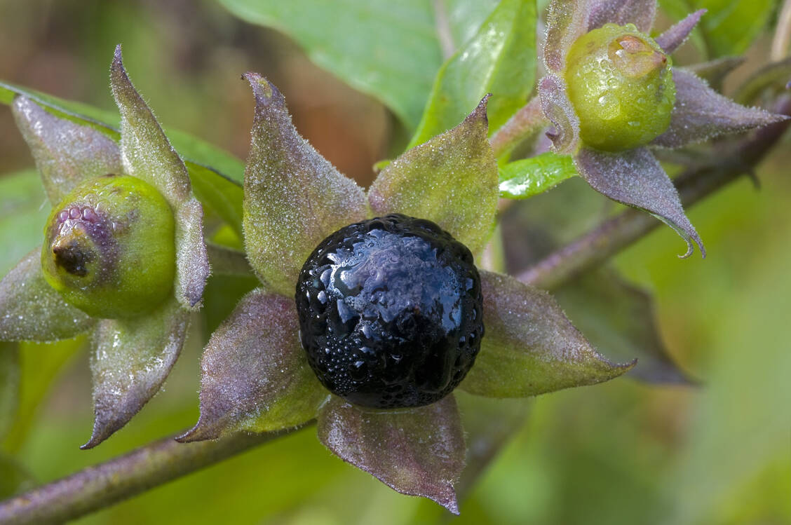 Das Alkaloid Atropin verdankt seinen Namen der Schwarzen Tollkirsche (Atropa belladonna). / Foto: Okapia/Lineair-Reinhard Hölzl