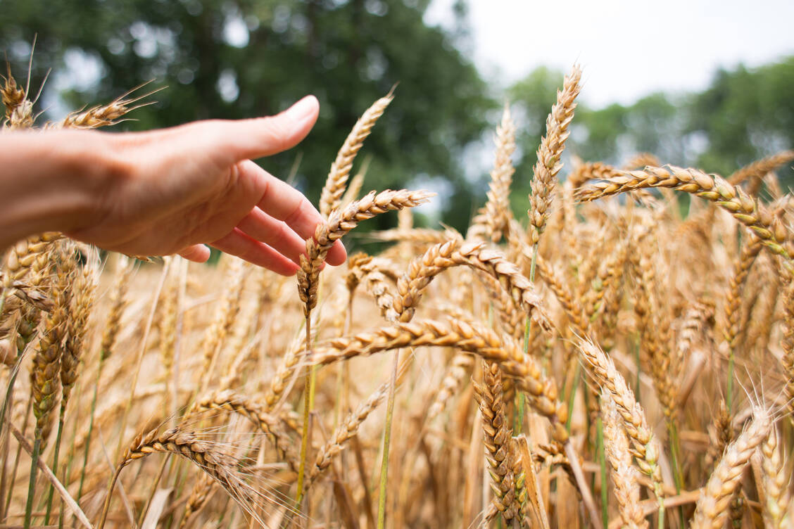 Vielfach verteufelt: Getreidearten, die Gluten enthalten. / © Getty Images/Kathrin Ziegler