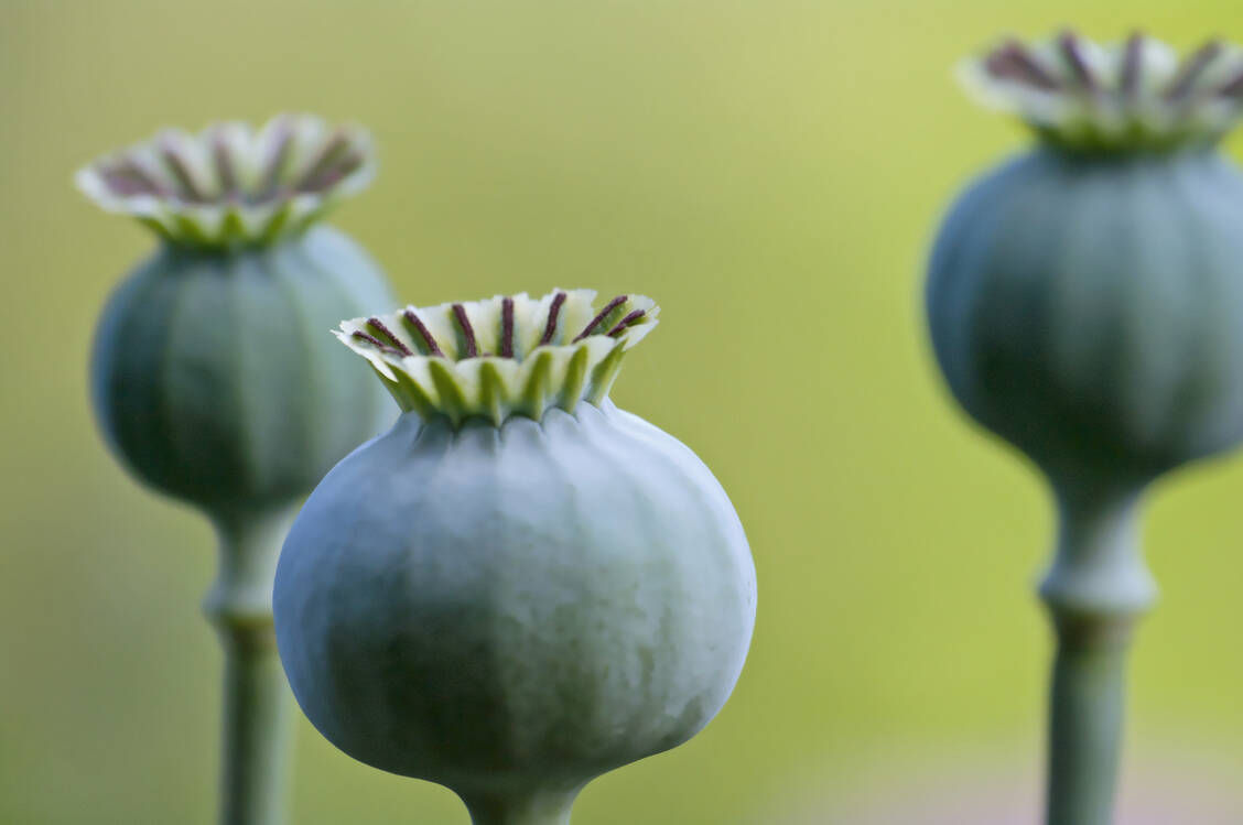 Im Mittelalter bekamen Menschen mit Rheuma mit etwas Glück zumindest Opium gegen die Schmerzen. / Foto: iStock/statictoad