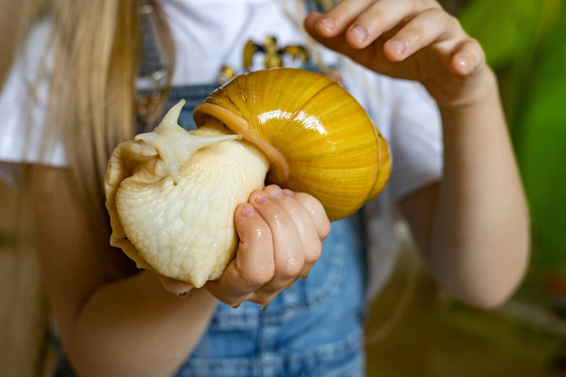 Riesige Schnecken werden immer beliebter – als Haustier. Doch können sie ein Risiko für die Gesundheit darstellen. / Foto: Getty Images/Kostikova