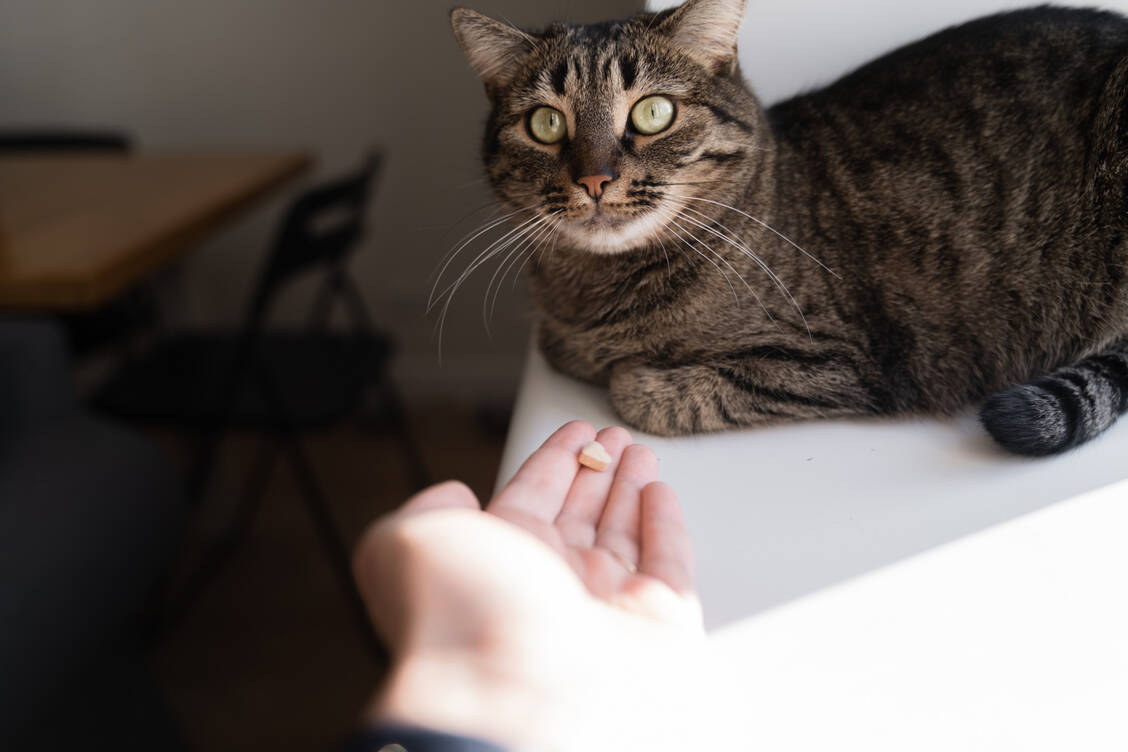 Viele Tierhalter möchten ihre Lieblinge gerne pflanzlich therapieren. Gerade bei Katzen ist das allerdings komplizierter als gedacht.   / Foto: Getty Images/OLEKSANDRA TROIAN