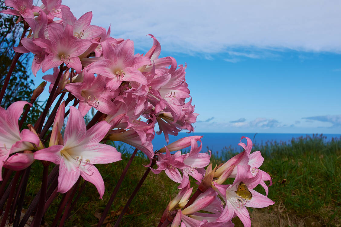 Die Belladonna-Lilie ist die einzig wahre Amaryllis. Sie wird häufig mit dem Ritterstern (Hippeastrum) verwechselt. Beide sind gleichermaßen giftig. / Foto: Adobe Stock/Claudia Nass