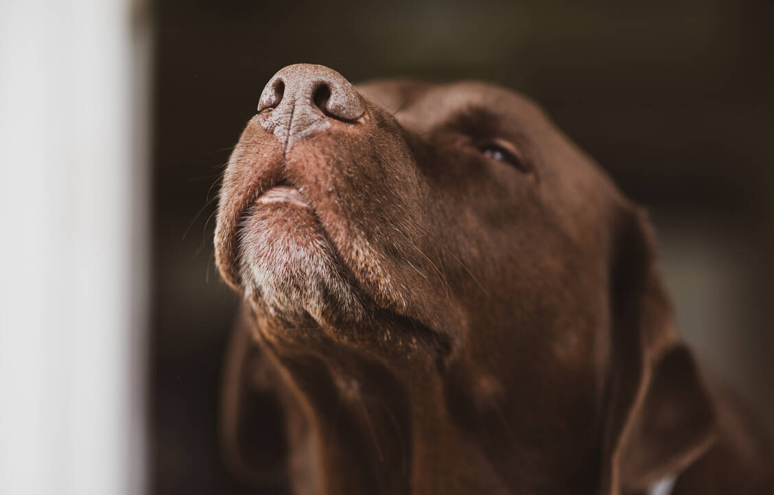 In vielen Bereichen nutzt der Mensch die außergewöhnlichen Riechfähigkeiten von Hunden, zunehmend werden sie auch zur medizinischen Diagnostik eingesetzt. / Foto: Getty Images/Starker Photography/500px