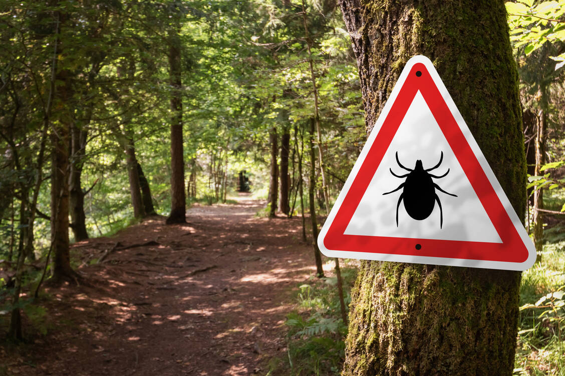 Wer viel in der Natur unterwegs ist und sich in einem FSME-Risikogebiet aufhält, sollte sich impfen lassen. / Foto: Getty Images/24K-Production
