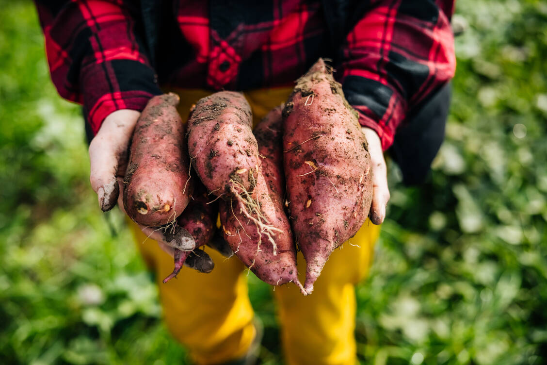 Im Herbst ist Erntezeit: Süßkartoffeln vertragen keine Kälte. Möglichst vor dem ersten Bodenfrost müssen sie also raus. / Foto: Getty Images/Tom Werner