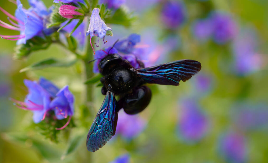 Das Gift von Wildbienen hat das Potenzial, zukünftig in der Arzneimittelforschung gegen Brustkrebs getestet zu werden.  / Foto: Getty Images/MoKa