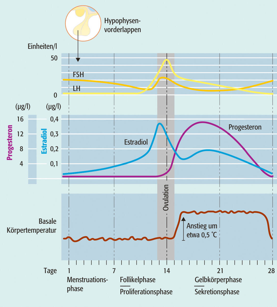 Die Konzentration der Hormone FSH und LH steigt vor der Ovulation. Der massive Progesteronanstieg lässt die Körpertemperatur um 0,5 °C ansteigen – was man als Hinweis für die fruchtbaren Tage nutzen kann. / Foto: Grafik: PZ