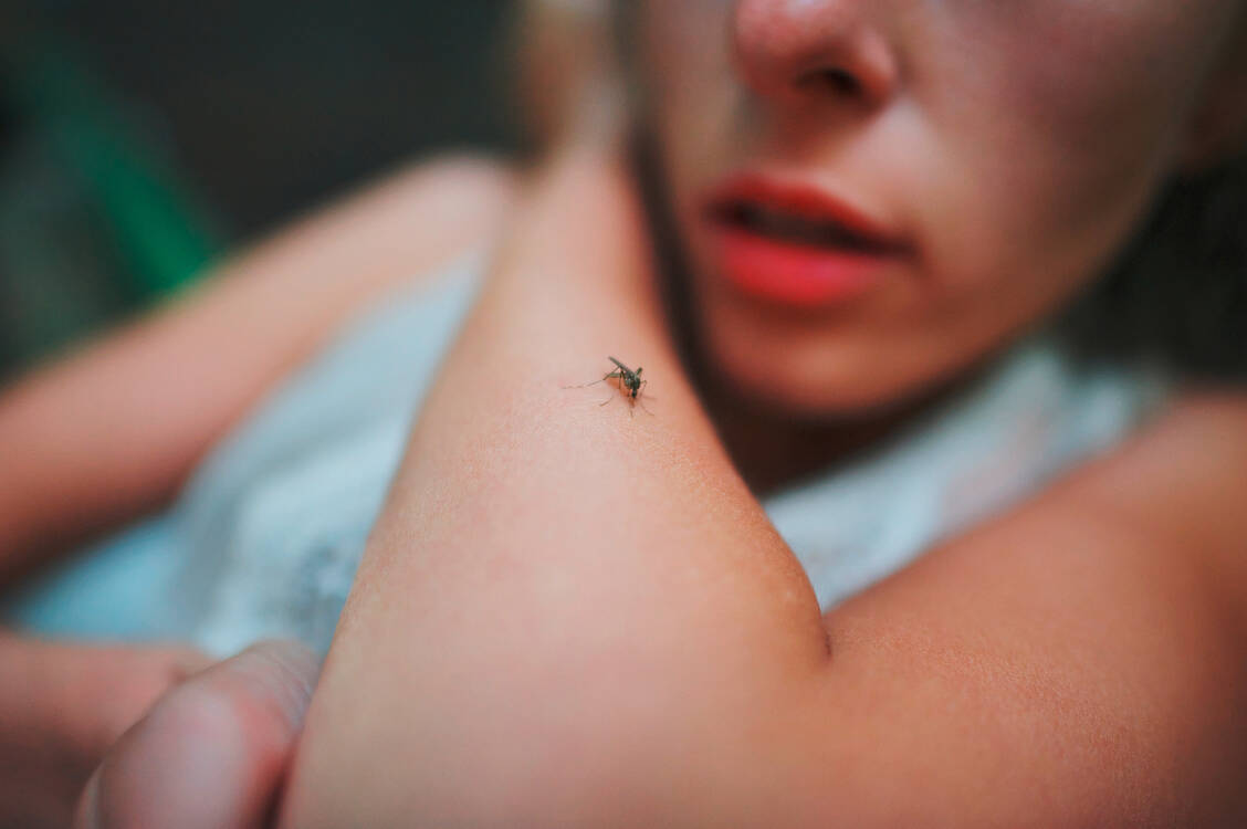 Dengue wird von Mücken übertragen. Reisende können sich nun mit einer Impfung vor einer Dengue-Fieber-Infektion schützen. / Foto: Adobe Stock/raisondtre
