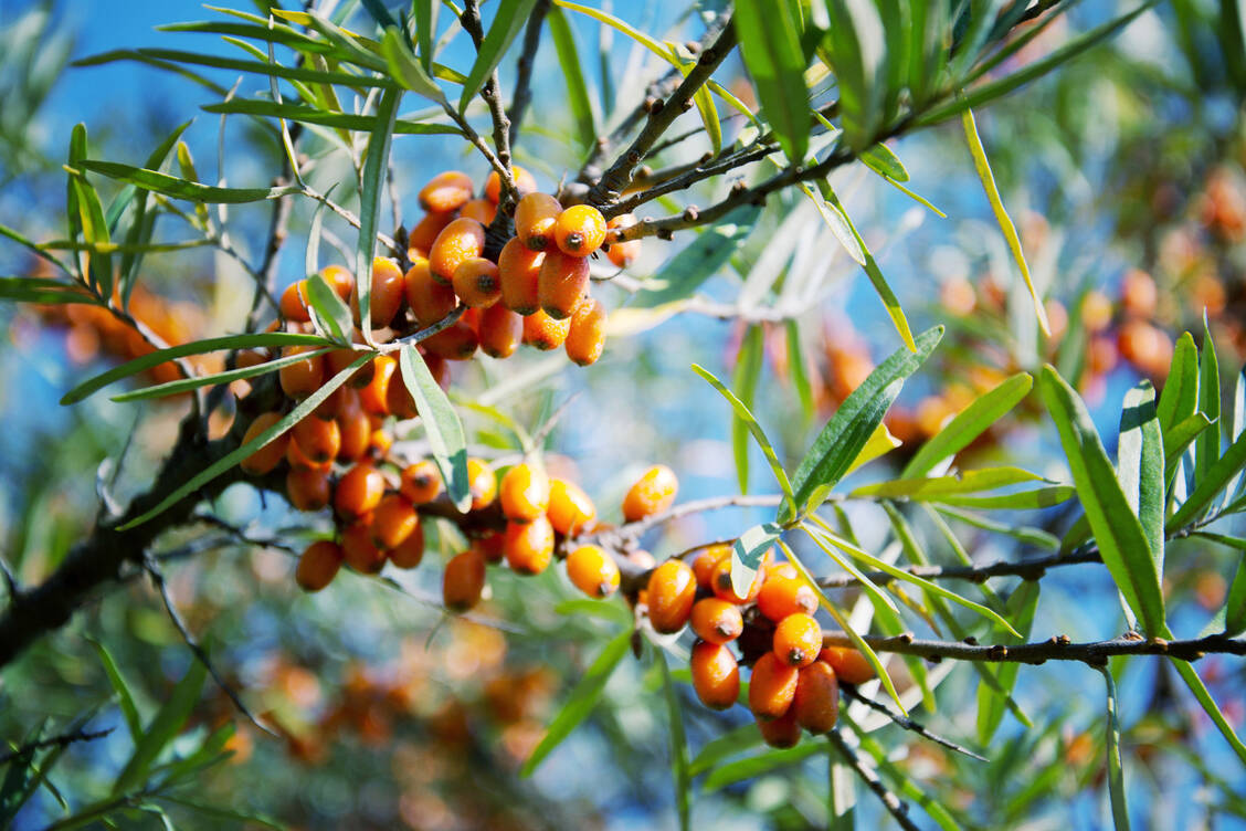 Sanddorn gilt als wahre Vitamin-C-Bombe und soll, etwa als Saft oder Öl verarbeitet, daher die Abwehrkräfte stärken. / Foto: Adobe Srtock/josefkubes