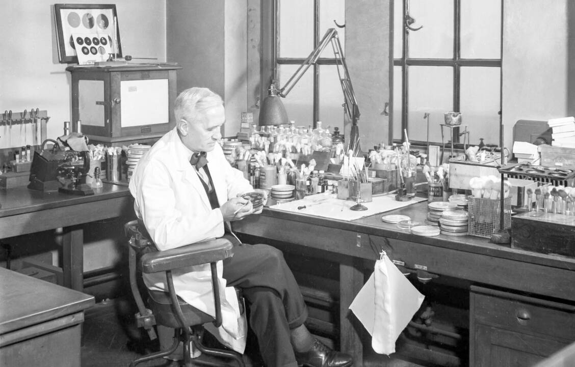 Ein Zufall – man könnte es auch Schlamperei im Labor nennen – führte 1928 dazu, dass der Bakteriologe Alexander Fleming Penicillin entdeckte. / Foto: Adobe Stock/caifas
