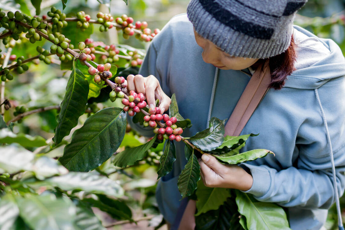 Die dunkelroten Früchte – auch Kaffeekirschen genannt – entwickeln sich aus weißen Blüten. / Foto: Adobe Stock/bonga1965