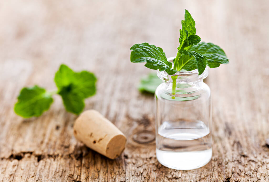 Peppermint oil should be applied to the forehead and temples. / Foto: Adobe Stock/Corinna Gissemann