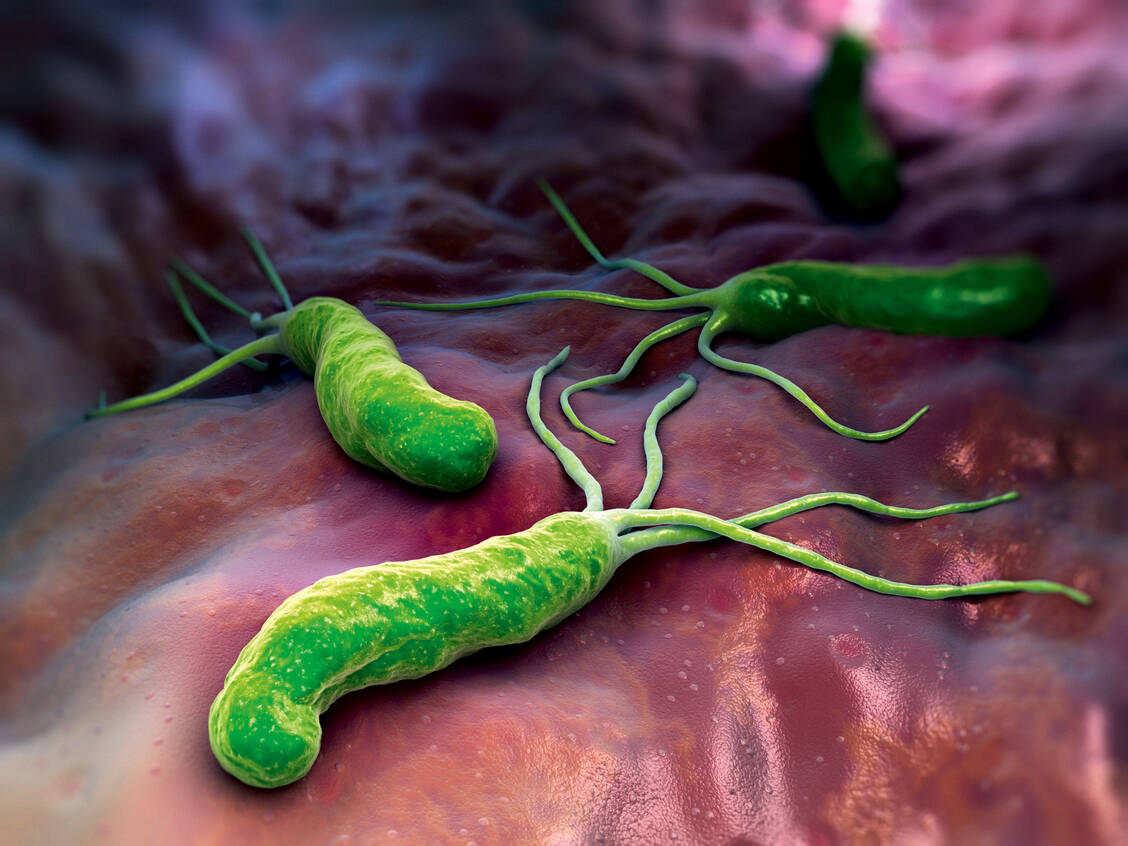 Jenseits des 40. Lebensjahres tragen Schätzungen zufolge etwa 40 Prozent der Deutschen den Keim Helicobacter pylori mit sich herum. / Foto: Shutterstock/Tatiana Shepeleva