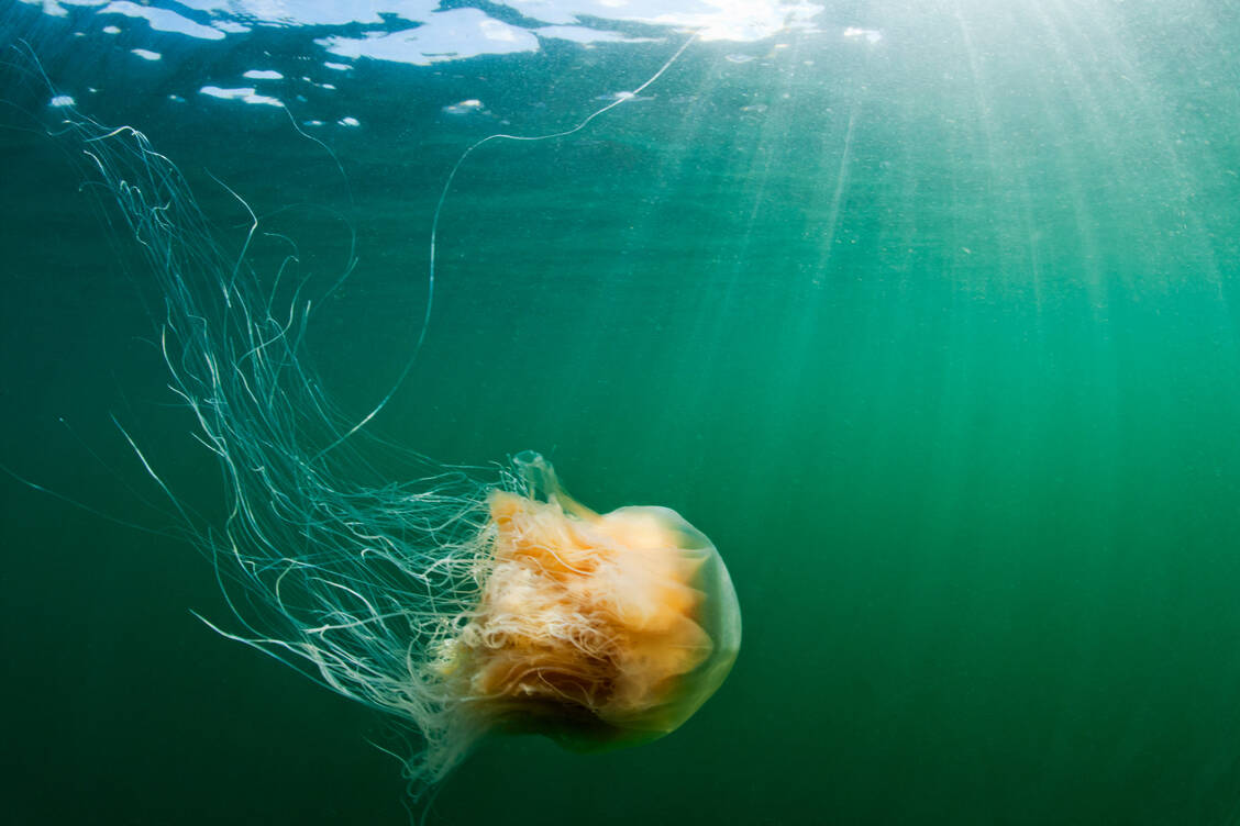 Quallen fallen im Meerwasser oftmals nicht auf, weil sie größtenteils durchsichtig sind. Kontakt mit den langen Tentakeln kann schmerzhaft werden. / Foto: Getty Images/Paul Souders