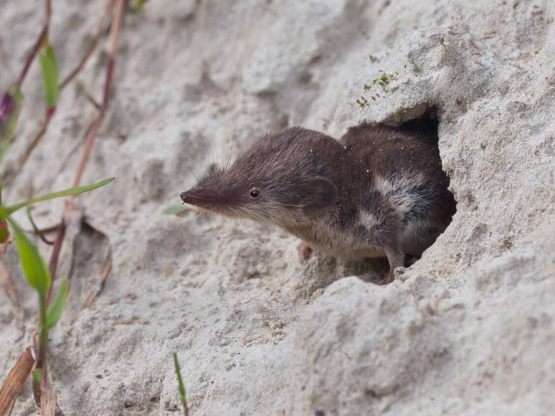 Das wahrscheinlich einzige bekannte Reservoir des Erregers ist die Feldspitzmaus (Crocidura leucodon), bei der die Infektion keine schweren Symptome verursacht. / © Getty Images/CreativeNature_nl