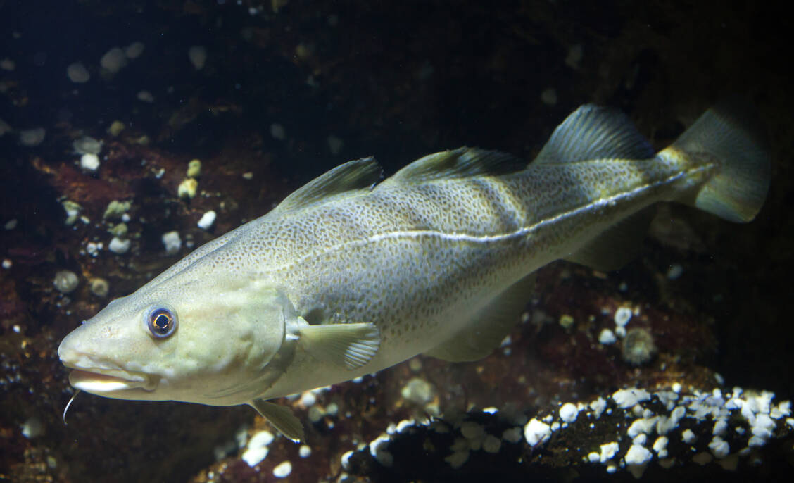 Fische wie dieser atlantische Kabeljau können der Gesundheit nicht nur über die Ernährung zuträglich sein. / Foto: Getty Images/wrangel