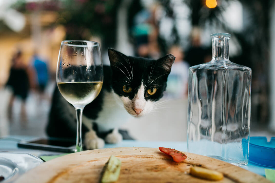 Bei übermäßigem Alkoholkonsum lauert immer der Kater am nächsten Morgen. / Foto: Adobe Stock/Yuliia