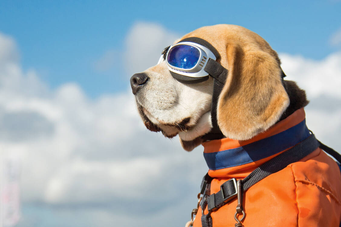 Hund auf Reisen: Mücken, Zecken und Flöhe können abhängig von der Urlaubsregion Hund und Herrchen gefährlich werden.  / Foto: iStock/Marcel van den Bos