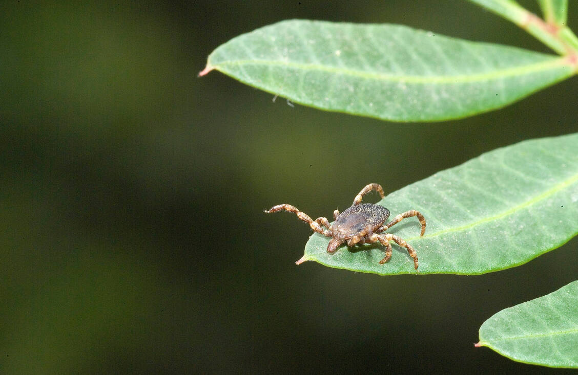 Die Hyalomma-Zecke ist größer als der Gemeine Holzbock und kann ihre Beute verfolgen. Viele Menschen halten sie daher zunächst für eine Spinne. / Foto: Adobe Stock/antasfoto