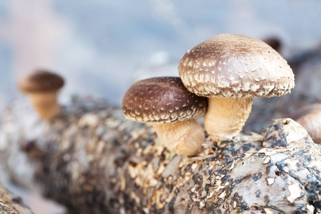 Shiitake wachsen gut auf abgestorbenen Stämmen von Laubbäumen – dort lassen sie sich auch züchten.  / Foto: Adobe Stock/zhu difeng