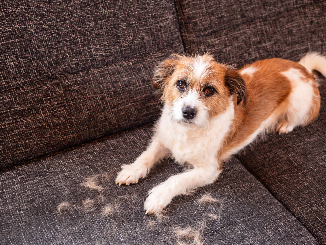 Der Fellwechsel ist für Hunde und Katzen eine anstrengende Zeit. Sie leiden mitunter unter Hautirritationen, Schuppen und sind anfälliger für Krankheiten. / Foto: Adobe Stock/Sonja Rachbauer
