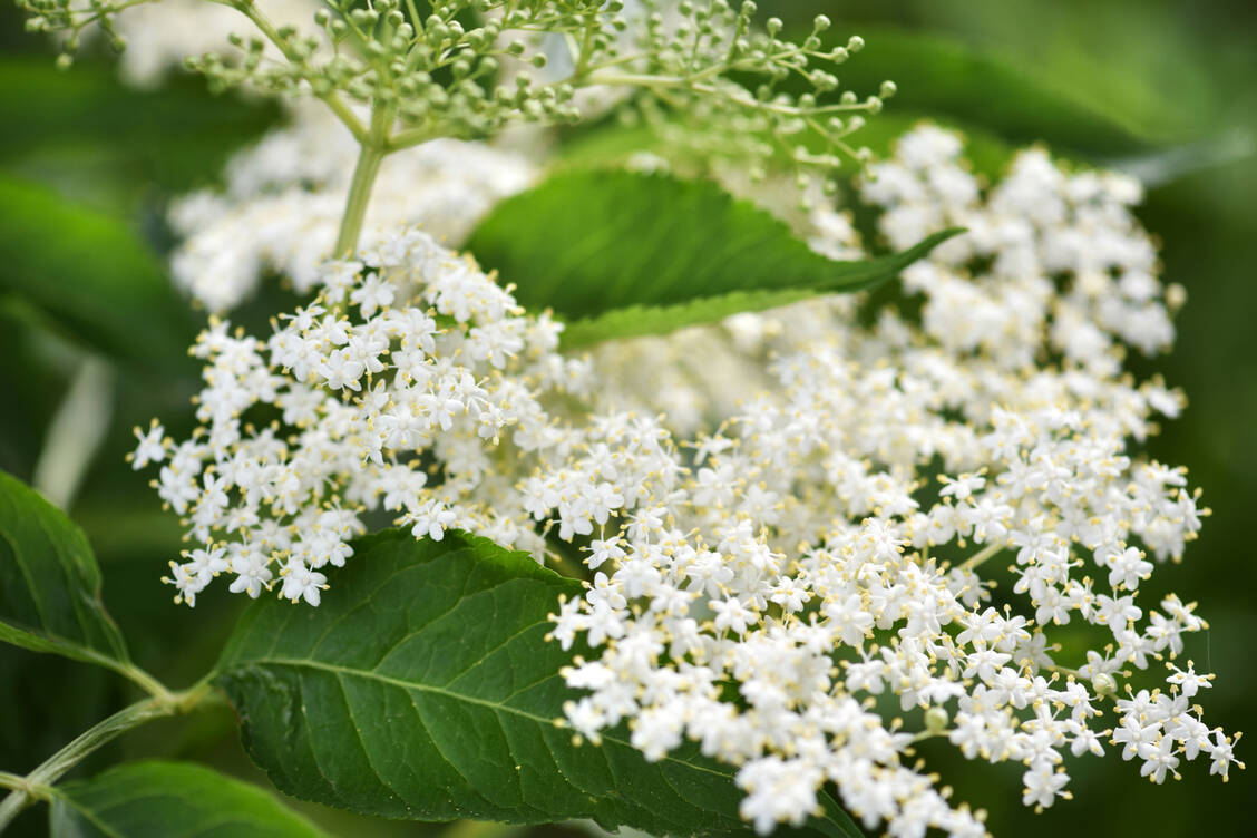 Holunderblüten werden meist als Sirup verarbeitet. Sie sind aber auch eine traditionelle Arzneidroge, die vor allem als Tee eingesetzt wird. / © Adobe Stock/nmelnychuk