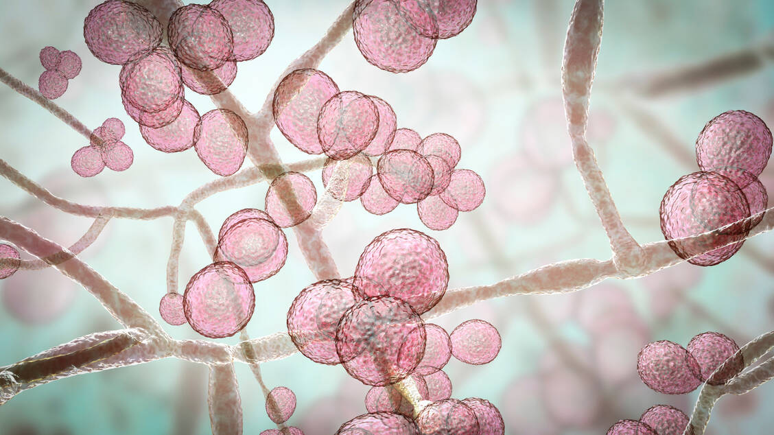 Ein spezielles Haftprinzip scheint maßgeblich für die Pathogenität von Candida auris zu sein. / Foto: Adobe Stock/Dr_Microbe