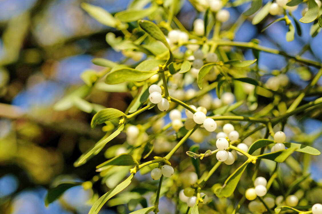 Die Mistel sollte lieber am Baum bleiben. / Foto: Adobe Stock/Dagmar Gärtner