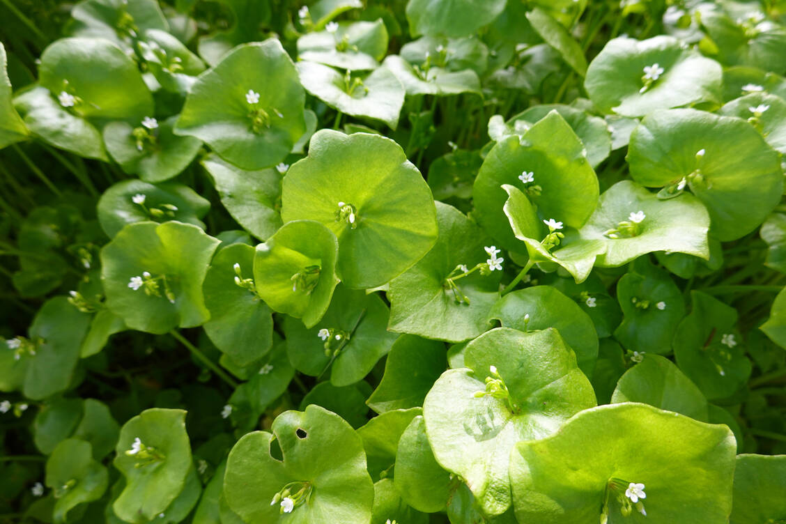 Im Frühling wachsen beim Winterportulak mittig zarte, weiße Blüten aus dem tellerförmigen Blatt heraus. / Foto: Adobe Stock/LifeisticAC