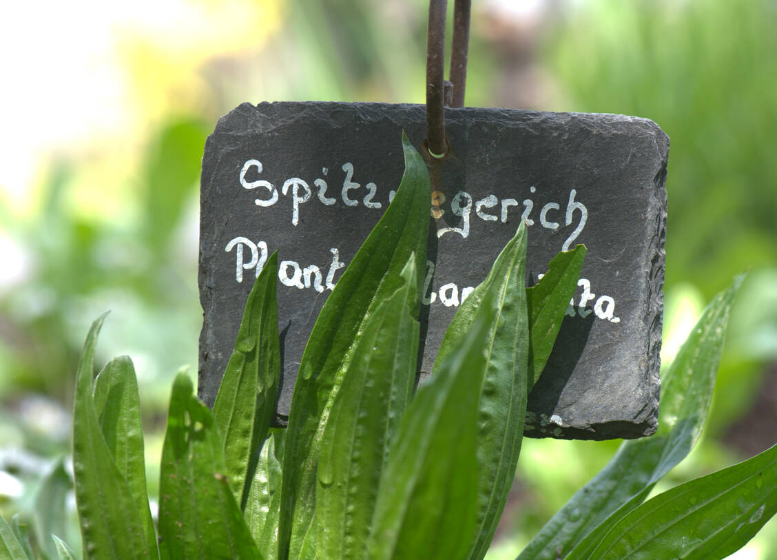 Blätter und Blüten des Spitzwegerichs haben überraschenderweise ein pilziges Aroma.  / Foto: Adobe Stock/Harald Mizerovsky