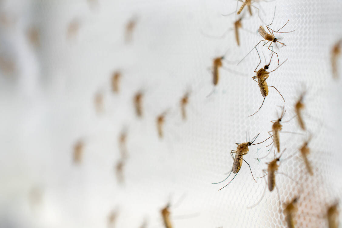 Zusammen mit anderen Schutzmaßnahmen wie Moskitonetzen ist die Effektivität der Malaria-Impfung hoch, schätzt die WHO. / Foto: Adobe Stock/panyawat