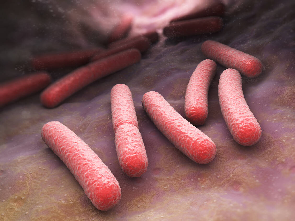 Escherichia coli werden von D-Mannose gebunden und können dann mit dem Harn ausgeschieden werden. / Foto: Sshutterstock/Tatiana Shepeleva
