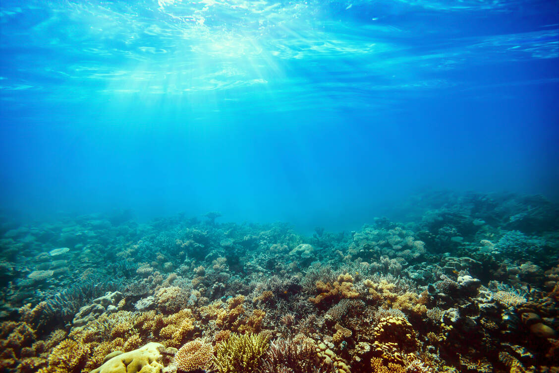 Experten vermuten, dass rund 90 Prozent der im Meer lebenden Organsimen noch unbekannt sind – eine aussichtsreiche Quelle für die Suche nach neuen Medikamenten. / Foto: Adobe Stock/vovan
