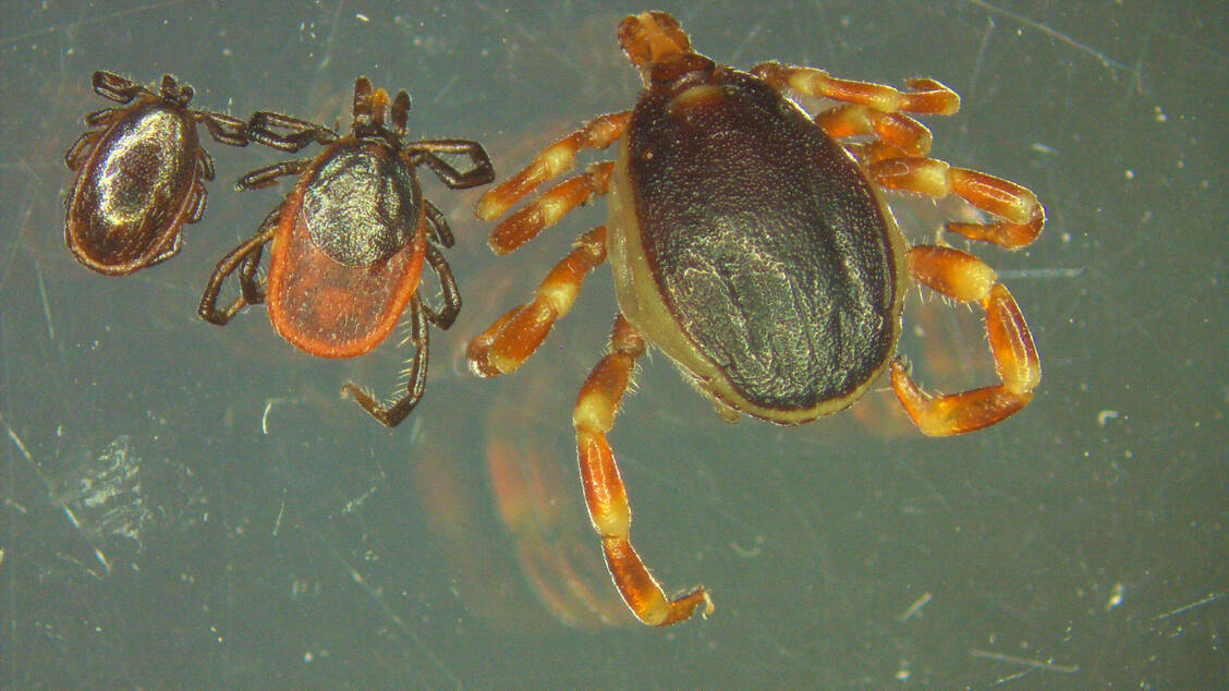 Die Hyalomma-Zecke (rechts) hat auffällig geringelte Beine und ist deutlich größer als der heimische Holzbock (links ein Männchen, in der Mitte ein Weibchen). / Foto: Universität Hohenheim/Marco Drehmann