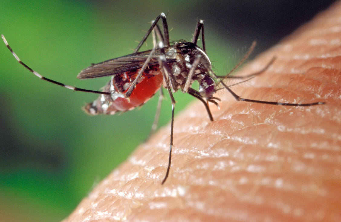 Schutz per Spray: Icaridin wehrt gefährliche Blutsauger ab. / Foto: CDC/James Gathany