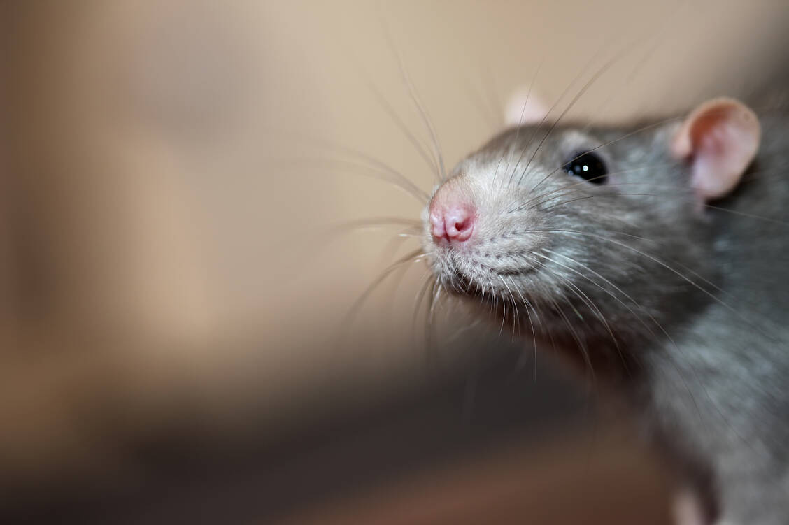 Ratten reisen als blinde Passagiere zum Beispiel an Bord von Schiffen um die Welt – und mit ihnen der Rattenlungenwurm. Wärmere Temperaturen durch den Klimawandel begünstigen nun die Larvenentwicklung des Parasiten auch in Europa. / Foto: Adobe Stock/larineb