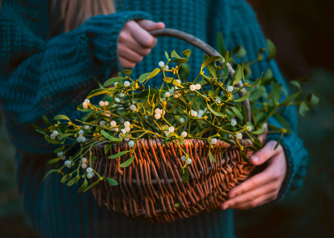 Die Mistel gilt schon seit Jahrtausenden als Heilpflanze. Heutzutage ist ihr Einsatz, beziehungsweise ihre Wirksamkeit umstritten. / Foto: Adobe Stock/Oksana Schmidt