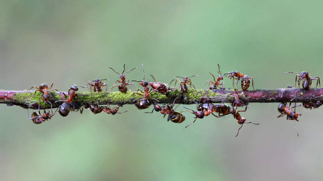 Faszinierende Insekten: Ameisen zeigen ein komplexes Sozialverhalten, das über Arbeitsteilung und -organisation weit hinausgeht. / Foto: Getty Images/Zygimantas Obelevicius/EyeEm