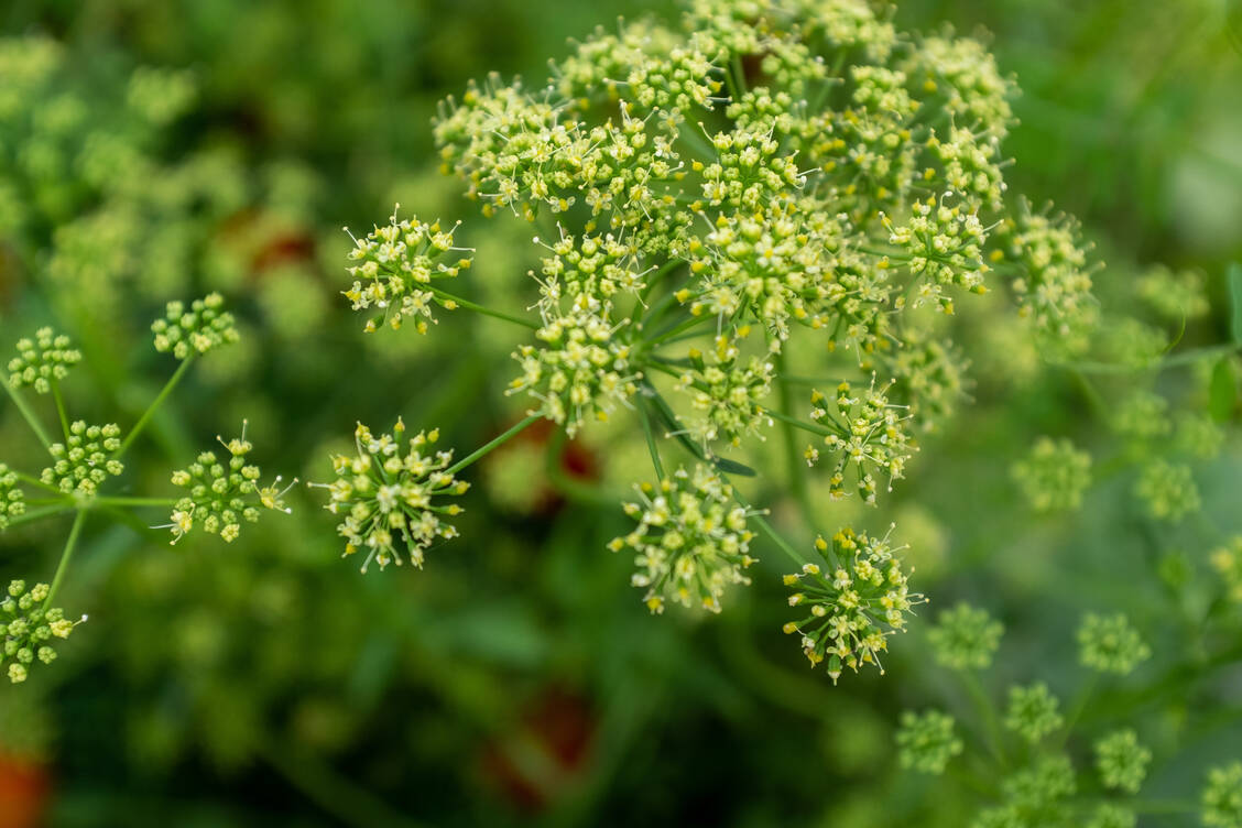 Nach der Blüte sollte die Petersilienpflanze nicht mehr verzehrt werden – auch nicht die Blätter. / Foto: Getty Images/vveronka