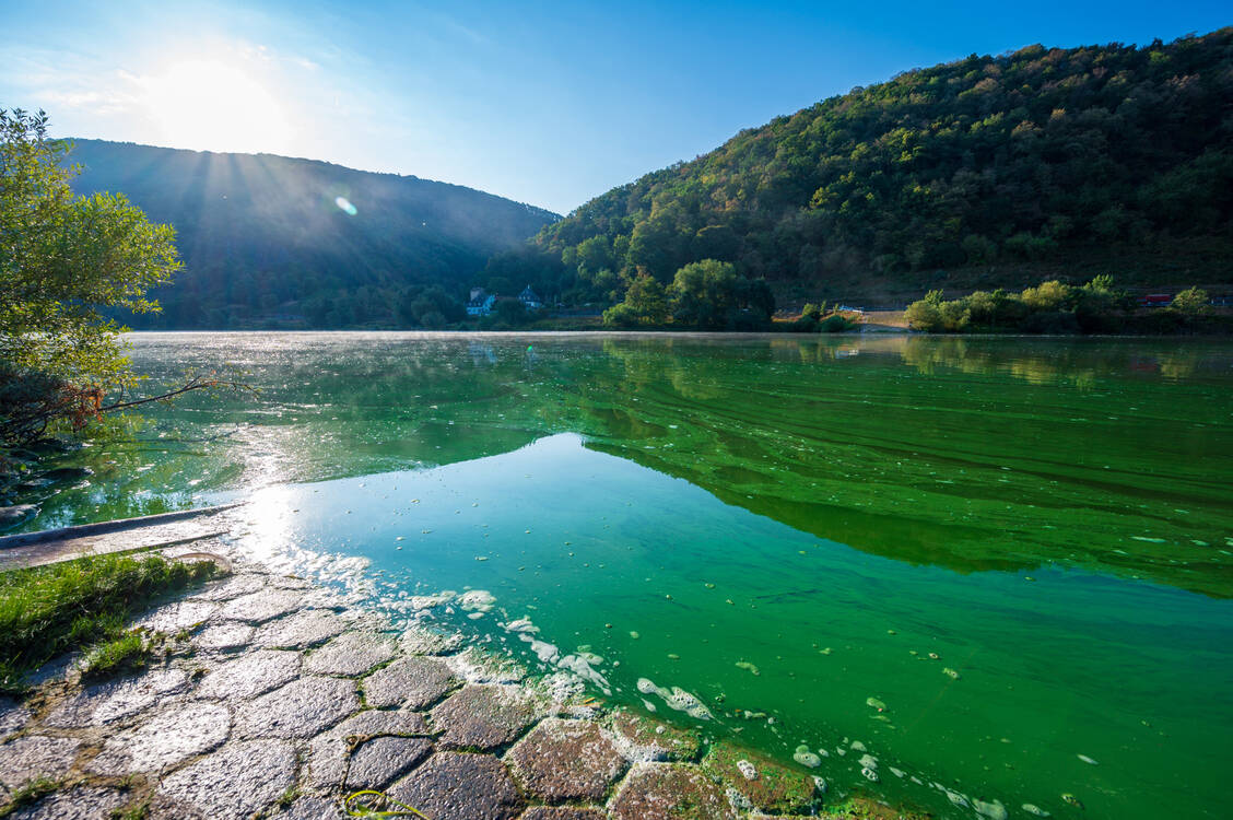 Übelkeit oder Hautausschlag nach dem Baden? Das kann an Blaualgen liegen. Diese Bakterien können bei hohen Temperaturen und durch Nährstoffe aus Düngemitteln schnell wachsen und die Wasserqualität verschlechtern. / Foto: Adobe Stock/Andre Engelhardt