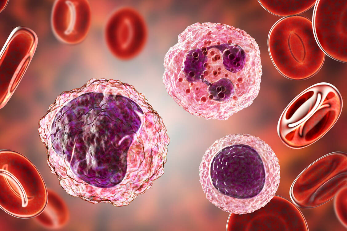 Beim WHIM-Syndrom gelangen zu wenige Neutrophile und Lymphozyten ins Blut und fehlen somit bei der Infektabwehr. / © Getty Images/Science Photo Library