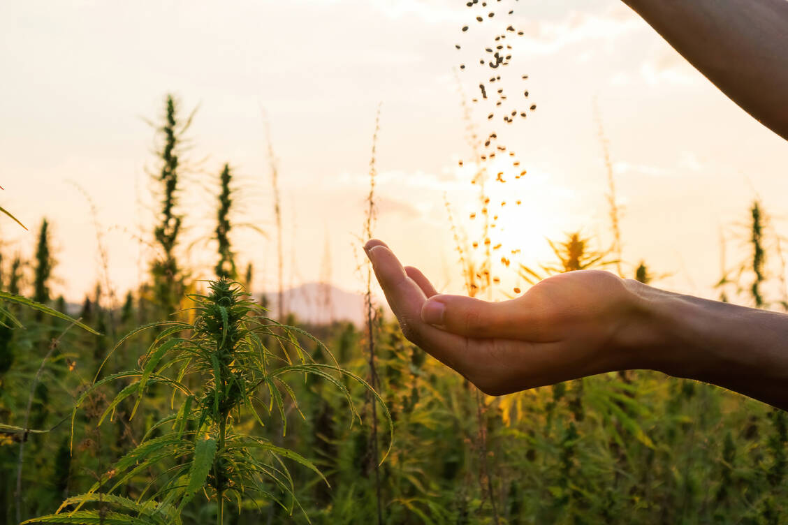 Hanfsamen sind die kleinen, nussähnlichen Früchte von Cannabis sativa. Eine berauschende Wirkung haben sie nicht. / © Adobe Stock/24K-Production