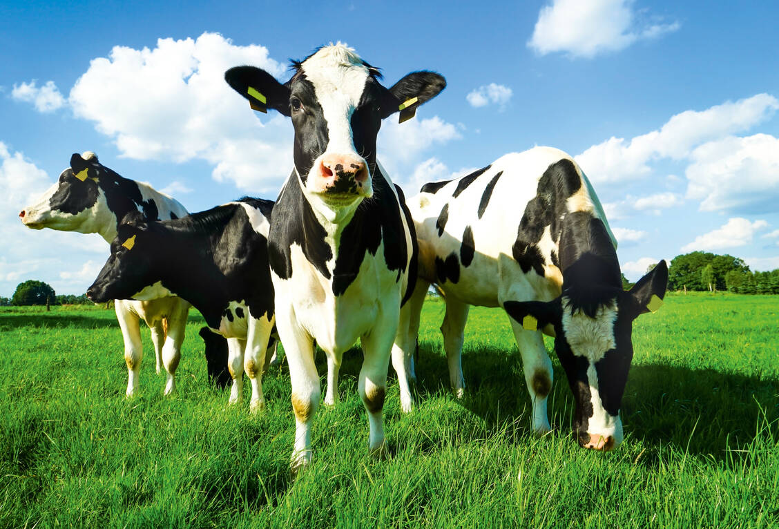 Milch ist eine wichtige Quelle für gut verfügbare Proteine, Vitamine und Mineralstoffe.  / Foto: Fotolia/countrypixel