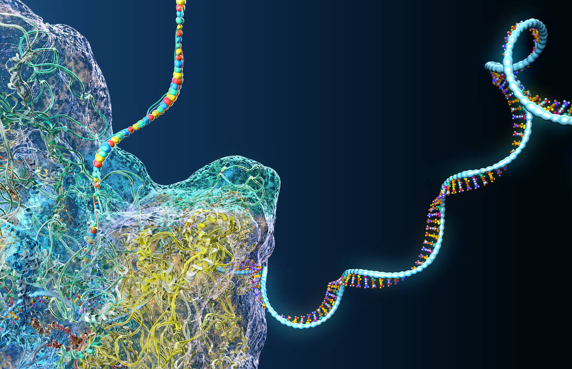 Die messenger-RNA – also die Bauanleitung für ein Protein – wird in der Zelle von Ribosomen abgelesen.  / Foto: Adobe Stock/Christoph Burgstedt