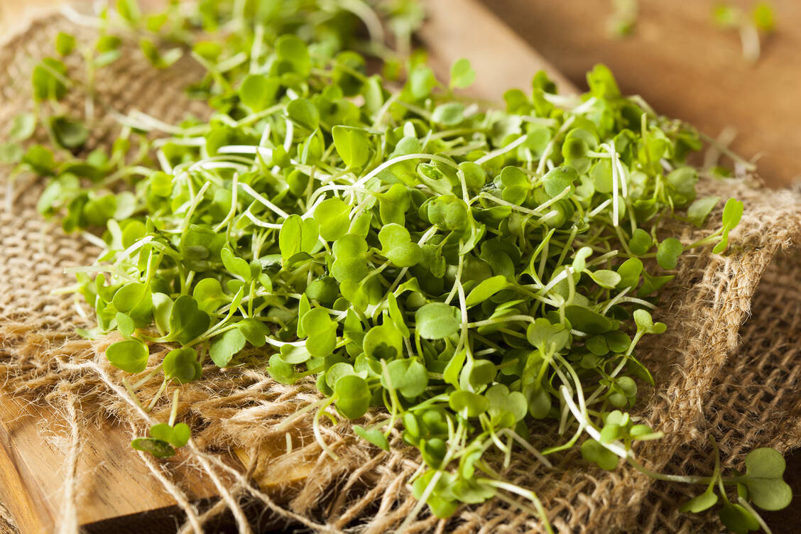 Microgreens, saftig grüne Keimlinge, bereichern den Gemüse-Speiseplan. / Foto: Adobe Stock/Brent Hofacker
