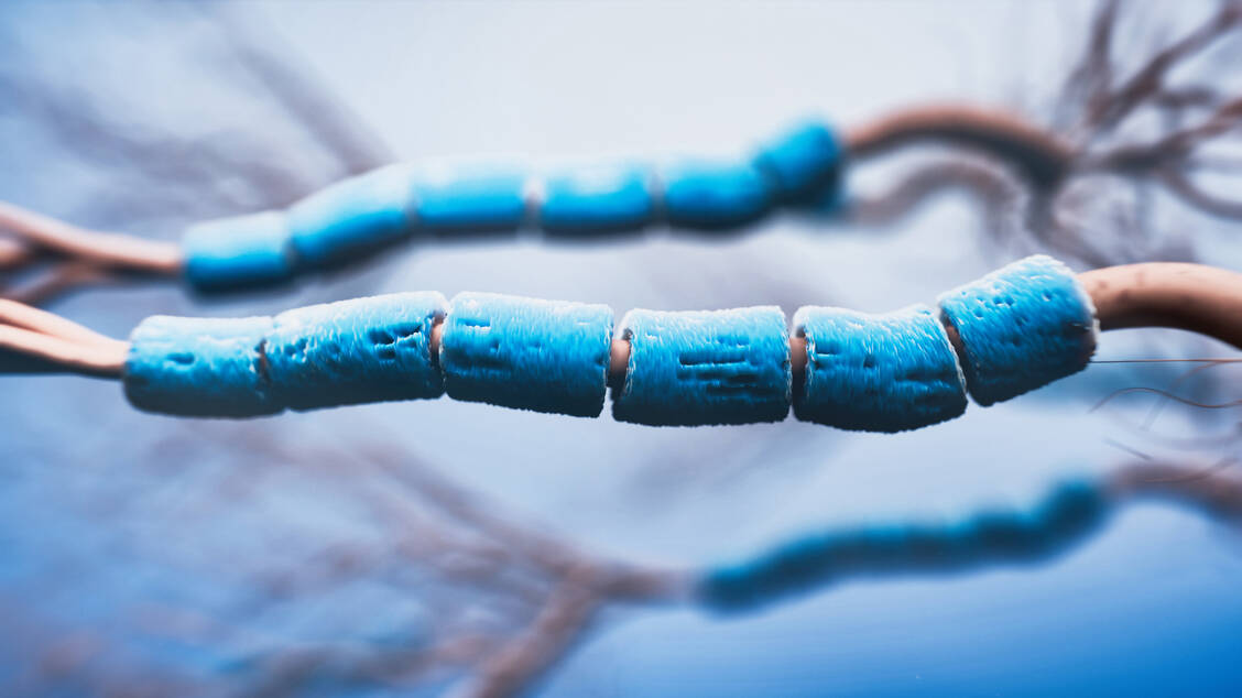 Myelinscheiden umgeben die Nervenbahnen und sorgen für eine reibungslose Weiterleitung von Nervenimpulsen. Bei MS-Patienten 
zerstören Entzündungsprozesse die Isolierschicht, elektrische Signale werden nur noch eingeschränkt weitergeleitet / © Getty Images/koto_feja