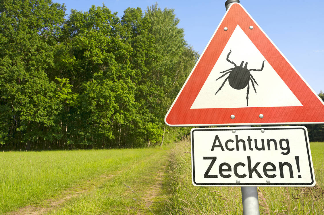 Alle Welt wartet auf eine Impfung gegen das SARS-CoV-2-Virus. Dabei sollte man die Impfung gegen das FSME-Virus nicht vergessen. Denn diesen Impfstoff gibt es schon lange.  / Foto: Adobe Stock/Oliver Boehmer - bluedesign